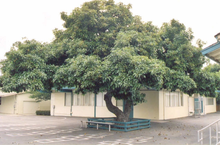 avocado tree.jpg