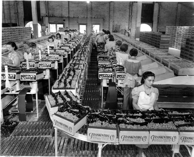grape assembly line